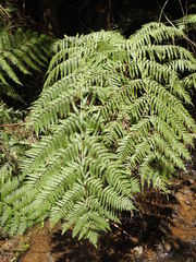 Cyathea australis