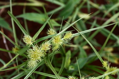 Cyperus decurvatus