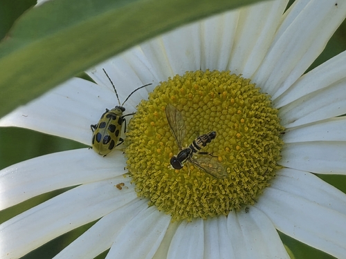 Unknown species found near Storrs, Mansfield, CT, USA