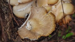 Pleurotus dryinus