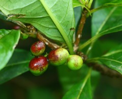 Rauvolfia verticillata