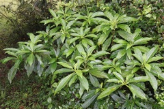 Rauvolfia verticillata