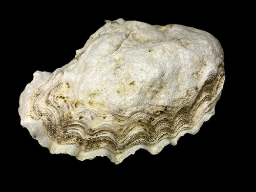 Magallana gigas