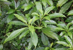 Rauvolfia verticillata