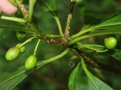 Rauvolfia verticillata