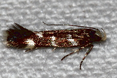 Eulamprotes superbella