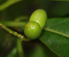 Rauvolfia verticillata