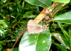 Saribia