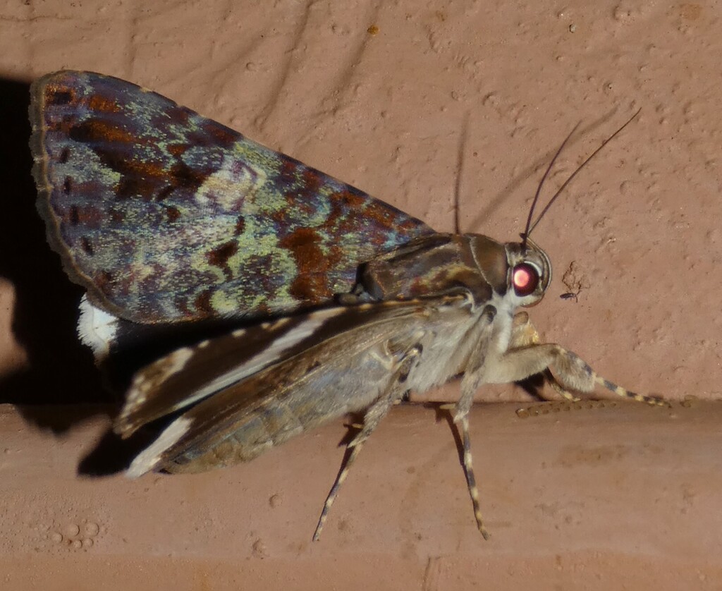 Hypogrammodes