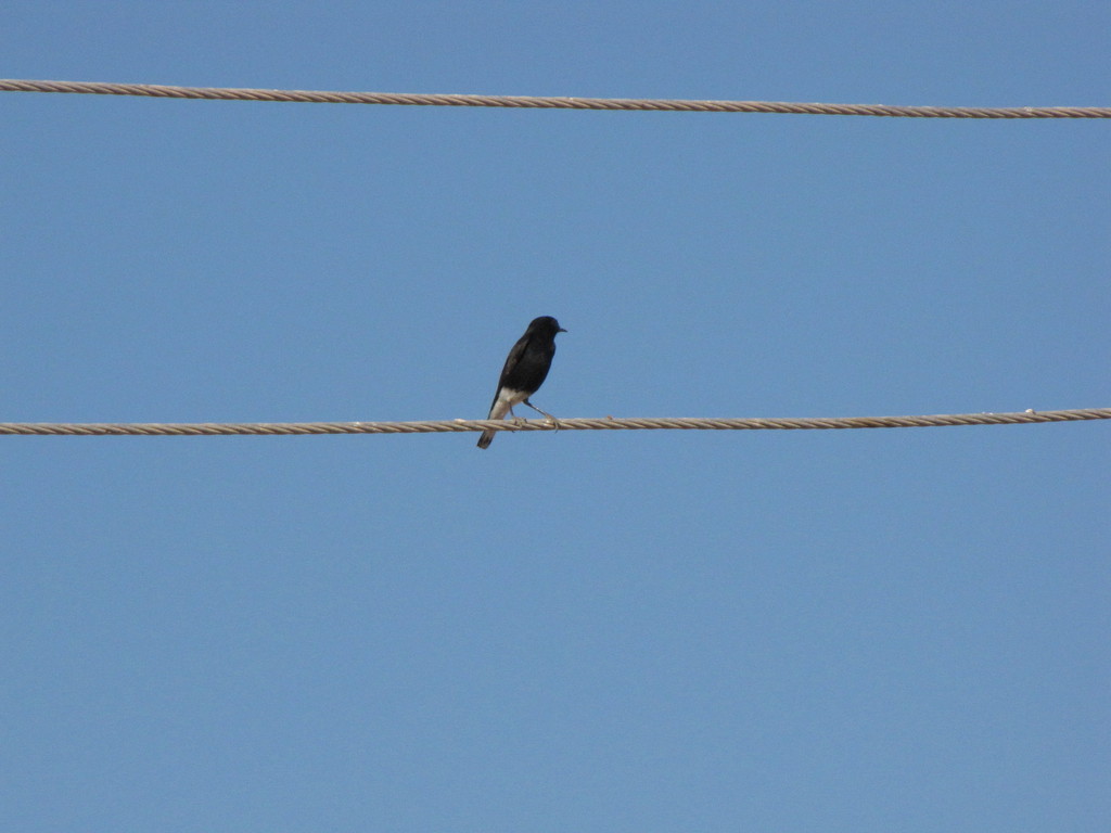 Wheatears and Allies from Al Wahat Al Dakhla, New Valley Governorate ...