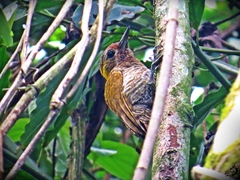 Dryobates spilogaster