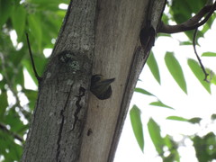 Dryobates spilogaster