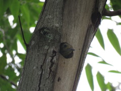 Dryobates spilogaster