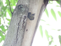Dryobates spilogaster