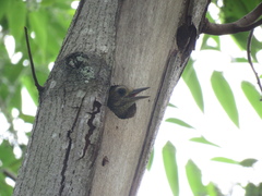 Dryobates spilogaster