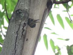 Dryobates spilogaster
