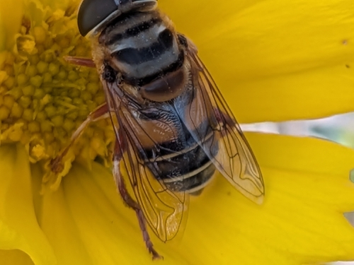 Unknown species found near Owen Brown, Columbia, MD, USA