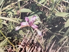 Iris graminea
