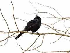 Knipolegus lophotes