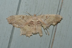 Chorodna complicataria