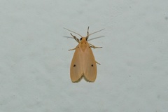 Miltochrista calamaria