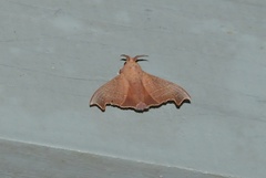 Hallicarnia albipectus