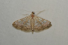 Glyphodes pulverulentalis