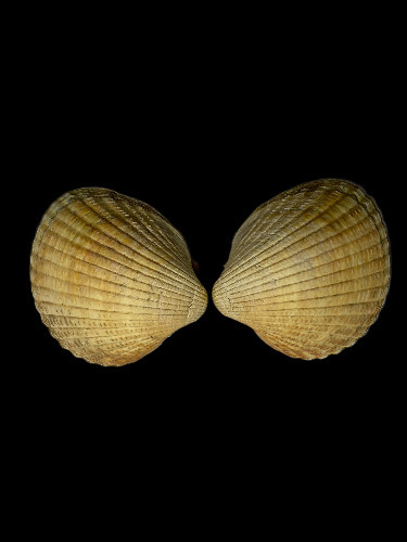 Cerastoderma edule