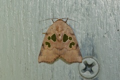 Xenochroa chlorostigma