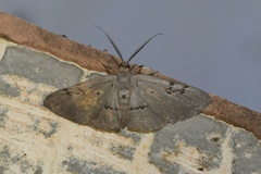 Hypochrosis sternaria