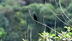 Knipolegus nigerrimus