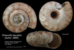 Climocella maculata image