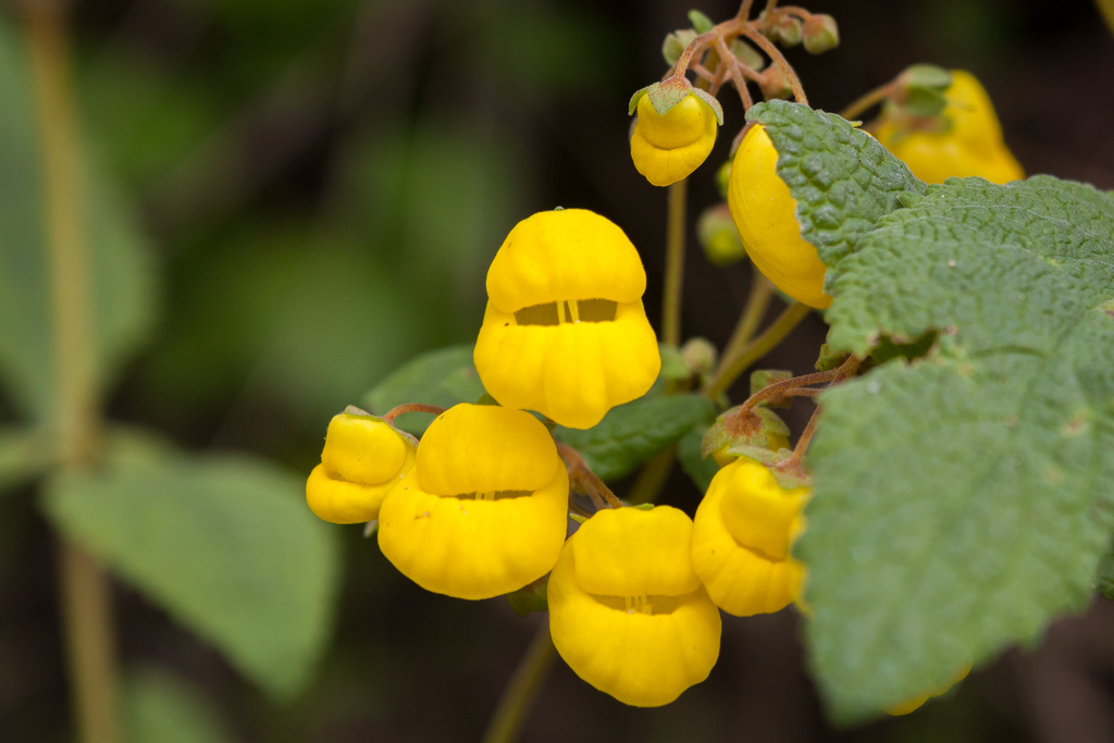 Calceolaria