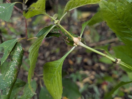 Unknown species found near Illinois, US