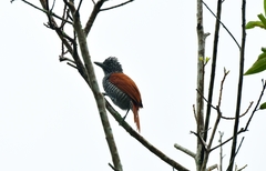 Thamnophilus palliatus