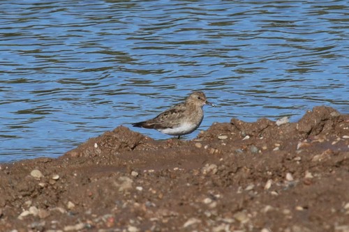 Correlimos de Temminck (Calidris temminckii)