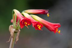 Phycella cyrtanthoides