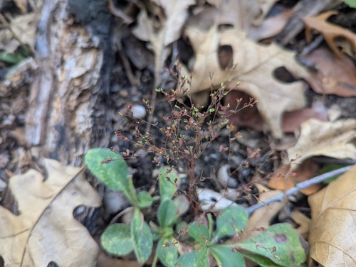 forked nailwort (Paronychia canadensis)