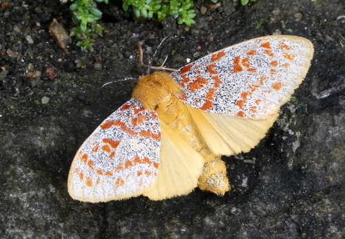 Mpanjaka gentilis