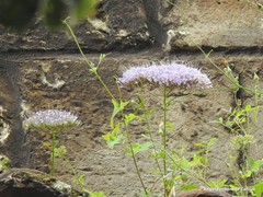Trachelium caeruleum