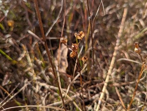 Virginia meadowbeauty (Rhexia virginica)