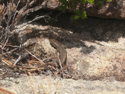 Carinascincus ocellatus