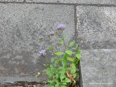 Trachelium caeruleum