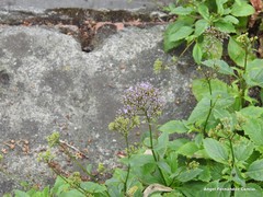 Trachelium caeruleum