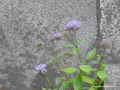 Trachelium caeruleum