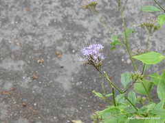 Trachelium caeruleum