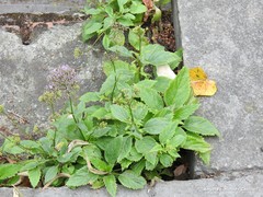 Trachelium caeruleum