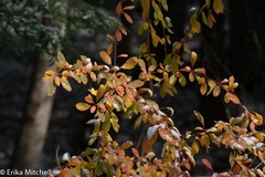 Berberis vulgaris