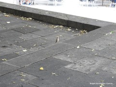 Passer domesticus
