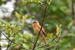 Pachyramphus castaneus